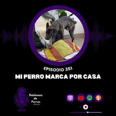 Ep#351: Mi perro marca por toda la casa