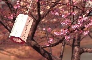 看个樱花都能滋生出一条产业！