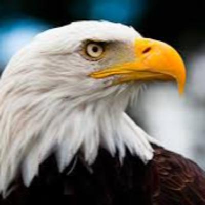 Donde Esta El aguila