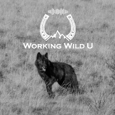 California Wolves, 87 Dead Cattle, and the NYT Op-Ed Everyone's Sharing California Wolves, 87 Dead Cattle, and the NYT Op-Ed Everyone's Sharing