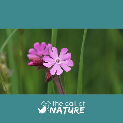 Episode 7 "Cheesy Bob and Cedric the Seal"