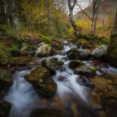 Cuando caen las hojas....