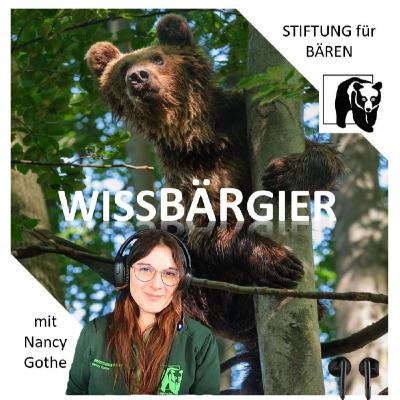 Der Amerikanische Schwarzbär - schnell und geschickter Schlaukopf Der Amerikanische Schwarzbär - schnell und geschickter Schlaukopf