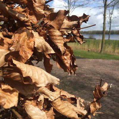 3.7🍂Beukenpoort: elk seizoen is eindig
