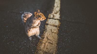 Squirrel! Squirrel!