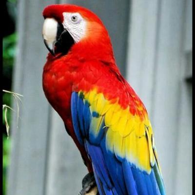 Parrot π¦ Azz Males & DreamChasin'π Azz Hoez Parrot π¦ Azz Males & DreamChasin'π Azz Hoez