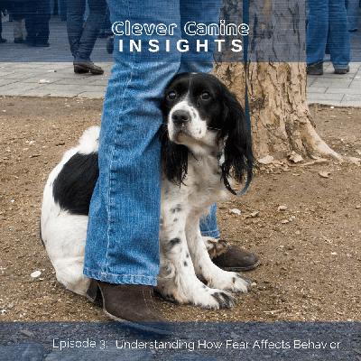 Understanding Fear and How It Affects Behavior