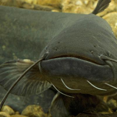 Die Tierdocs: Waller spricht undeutlich Die Tierdocs: Waller spricht undeutlich