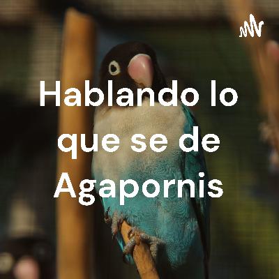 Episodio 1 Agapornis