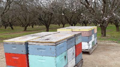 Bees Are in California for Almond Pollination