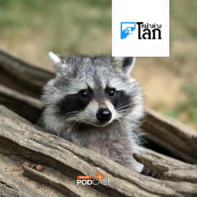 หน้าต่างโลก : "แรคคูน" ส่อแววเป็นสัตว์เลี้ยงตัวต่อไปของชาวอเมริกัน