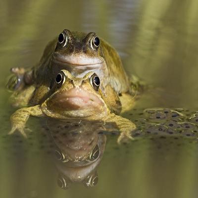 The Enigmatic Common Frog: A Spotlight on a Diminishing Species