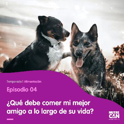 ¿Qué debe comer mi mejor amigo a lo largo de su vida? ¿Qué debe comer mi mejor amigo a lo largo de su vida?