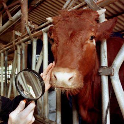 Episode 75 - The Real Story Behind The Red Heifers