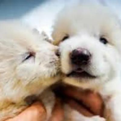 Desextinción: Colossal y la empresa que quiere revivir especies extintas