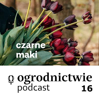 #016 czarne maki - o ogrodnictwie #016 czarne maki - o ogrodnictwie