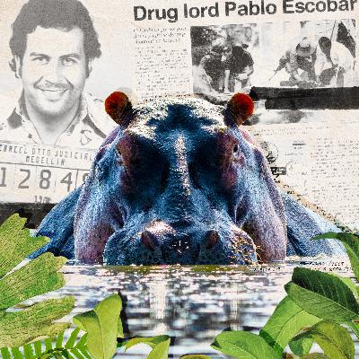 The Wild Story of What Happened to Pablo Escobar’s Hungry, Hungry Hippos
