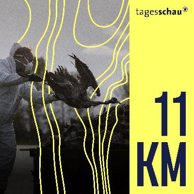 Das große Sterben: Wie gefährlich ist die Vogelgrippe?