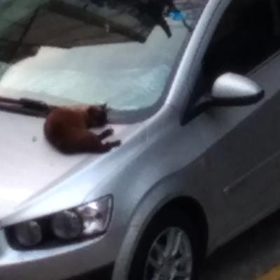 susurros para insônia: incel escrevendo conto, que merda. susurros para insônia: incel escrevendo conto, que merda.