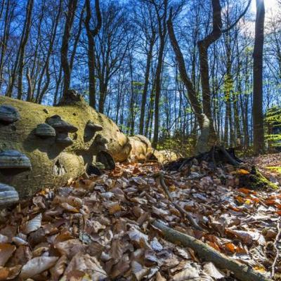 Living Planet: Feeding forests Living Planet: Feeding forests