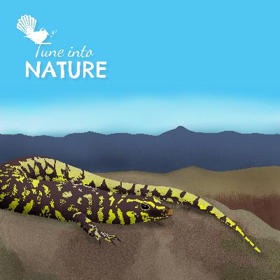 Underdogs under the Ledge - Saving Rare Lizards