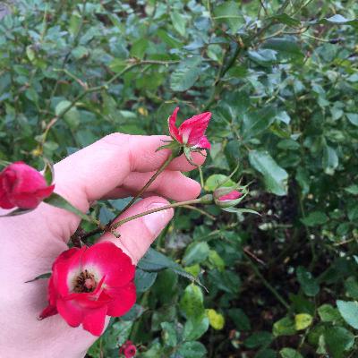 2.6 🌹 Waar de schoonste rozen groeien...