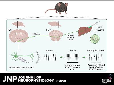 JNP Podcasts: Unlocking Insulin's Mechanism: Activation of Parasympathetic Hepatic Neurons via mTOR Signaling