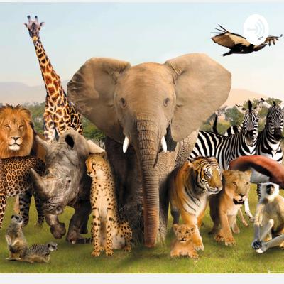 Animals, ecosystems, quadrants etc