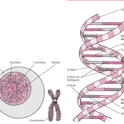 Material genético, mitosis y meiosis