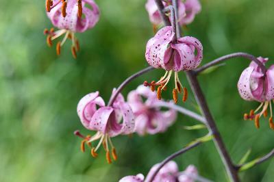 Grow freckled, statuesque lilies — so long as you avoid this pesky beetle