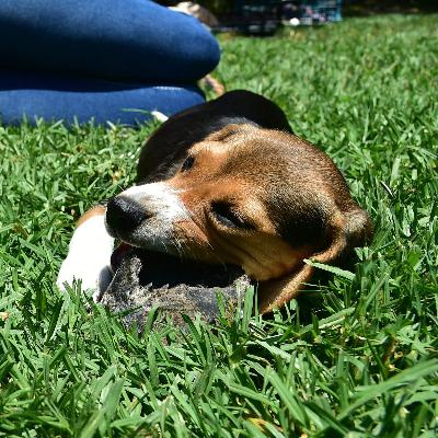 The Ethics Of Animal Testing