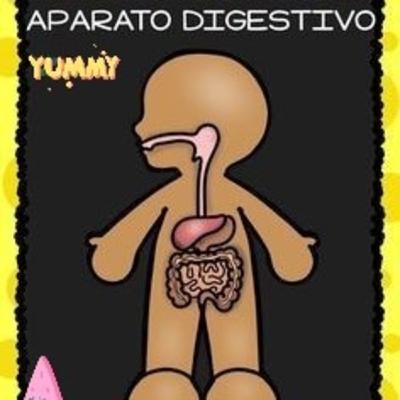 Sistema digestivo Sistema digestivo