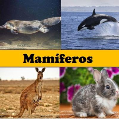 Mamíferos