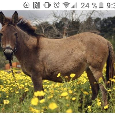 11# Maultiere und App des Jahrhunderts (Bitte die Beschreibung lesen das ist wichtig) ;-)