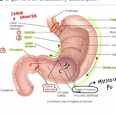 The Human Digestive System.