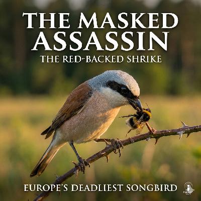 The Masked Assassin of Europe: Meet the Red-backed Shrike