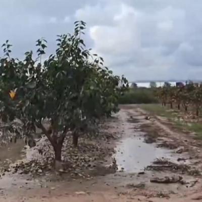 Mundo rural - Ayudas a los agricultores afectados por la dana - 13/08/25