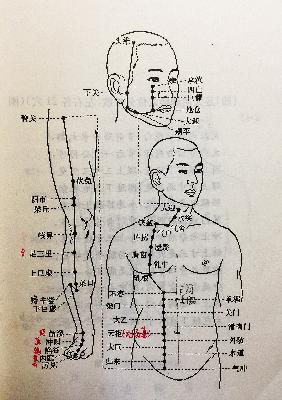 足阳明胃经