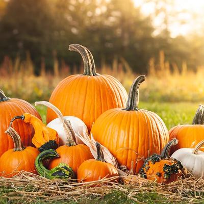 Audio Article: The Amazing Oral Health Benefits of Pumpkins