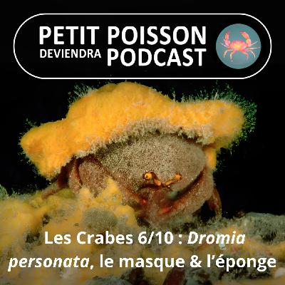 S04E36 Les Crabes : Dromia personata, un crabe qui ne jette ni le masque, ni l'éponge