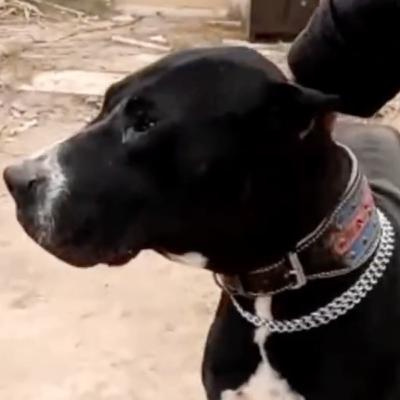 Gull Terr & Gull Dong - Naeem from Gull Terr Kennel Gull Terr & Gull Dong - Naeem from Gull Terr Kennel