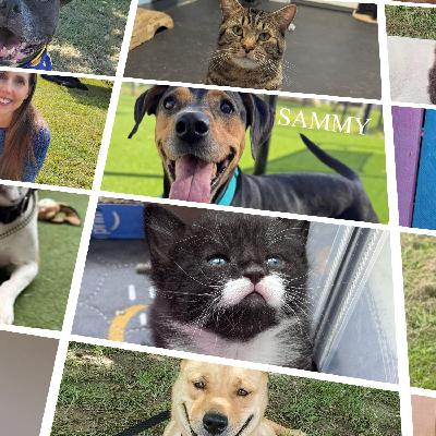 Shelter Pet Stories: Pet Food Assistance in Hampton Roads