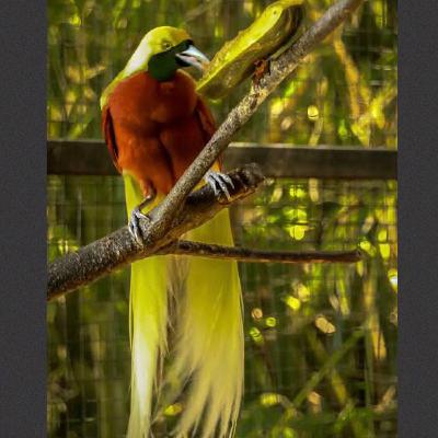 Legenda Asal Usul Burung Cenderawasih (dari Papua)