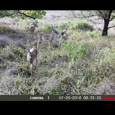 Texas 2018-2019 Hunting Season Is Here! Deer, Dove, and Duck Plans for This Season!