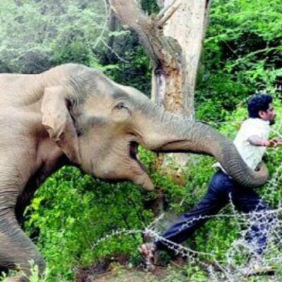 WF. 7 - Why Elephants DON’T Think You’re Cute & Other Colossal Facts About Elephants WF. 7 - Why Elephants DON’T Think You’re Cute & Other Colossal Facts About Elephants