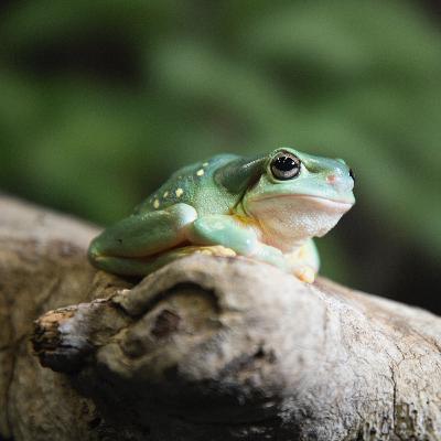 Eat the Frog! (Do the Tough Stuff First)