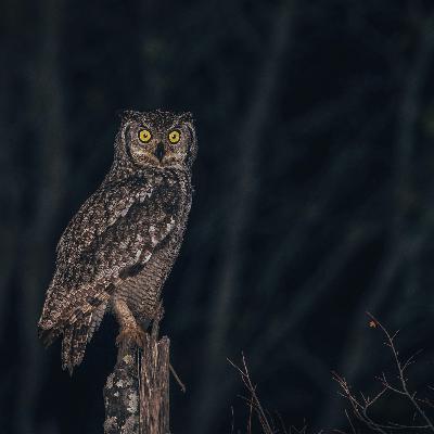 Durch die Dunkelheit kommen | Eulen und Katzen regieren die Nacht Durch die Dunkelheit kommen | Eulen und Katzen regieren die Nacht