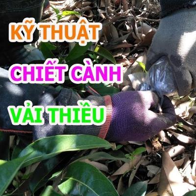 Hướng dẫn kỹ thuật chiết cành vải sớm, vải thiều – ai cũng làm được