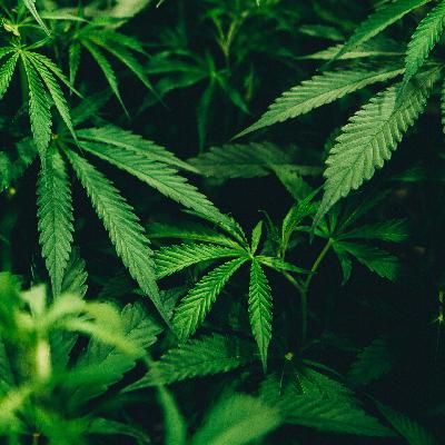 Blunt Talk: Reefer Sadness in the Land of Legal Booze