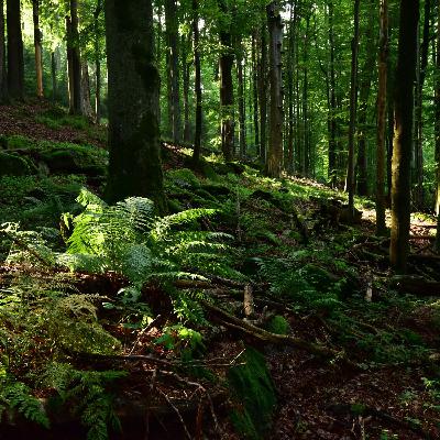 Safeguarding Europe’s ancient forests for future generations Safeguarding Europe’s ancient forests for future generations